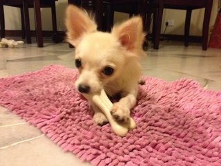 Bibi - Chihuahua Dog