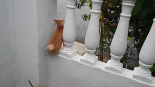 Sweety - Domestic Short Hair Cat