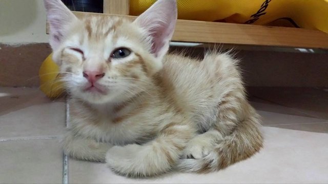 Brownbrown - Domestic Short Hair Cat