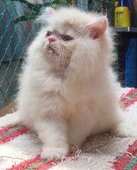 Persian Semiflat - Persian Cat
