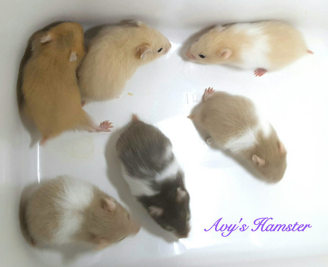 Syrian Hamster + Cage - Syrian / Golden Hamster Hamster
