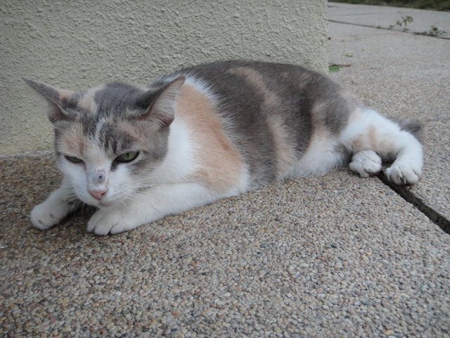 Mimi- Missing - Domestic Short Hair Cat