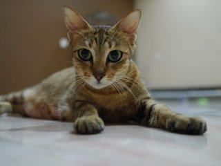 Coco - Tabby + Domestic Short Hair Cat