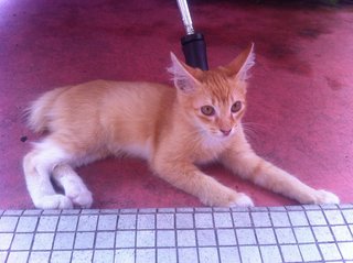 Simba - Domestic Short Hair Cat