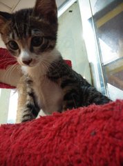 Scarf(Pls Read Description) - Domestic Short Hair Cat