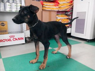 Lindo - Mixed Breed Dog