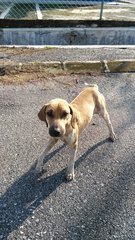 German Shorthaired Pointer Mixed - German Shorthaired Pointer Mix Dog