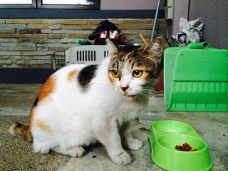 I'm a quiet, gentle girl & hardly meow. Just love to have company