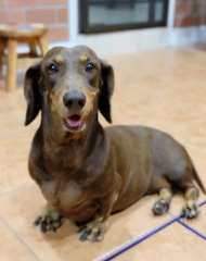 PF70887 - Dachshund Dog