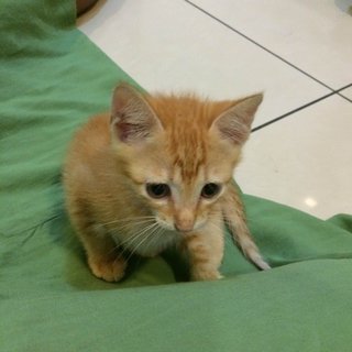 Ginger Baby - Domestic Short Hair Cat