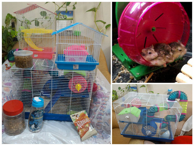Roborovski Family - Roborovsky's Hamster Hamster