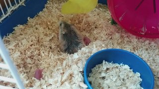 Roborovski Family - Roborovsky's Hamster Hamster