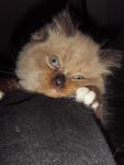 Totoy - Persian + Applehead Siamese Cat