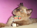 Totoy - Persian + Applehead Siamese Cat