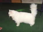 D3bot - Domestic Long Hair Cat