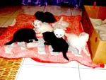 Baby Kitten For Sale!!!!!!!! - Persian + Oriental Long Hair Cat