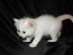 Baby Kitten For Sale!!!!!!!! - Persian + Oriental Long Hair Cat