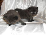 Baby Kitten For Sale!!!!!!!! - Persian + Oriental Long Hair Cat