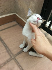 My Name Is ??? Tiramisu - Domestic Short Hair Cat