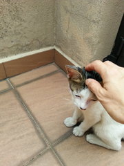 My Name Is ??? Tiramisu - Domestic Short Hair Cat