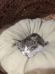 Kiki - Tabby Cat