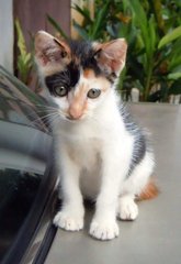 Suzy Girl - Domestic Short Hair Cat