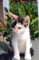 Suzy Girl - Domestic Short Hair Cat