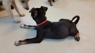Bruno - Mixed Breed Dog