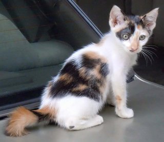 Suzy The Cute Calico Kitten - Domestic Short Hair Cat