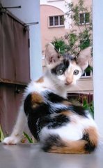 Suzy The Cute Calico Kitten - Domestic Short Hair Cat