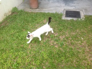 Moo J - Domestic Short Hair Cat