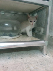 White Kitten 1.5 Mth Old - Domestic Short Hair Cat