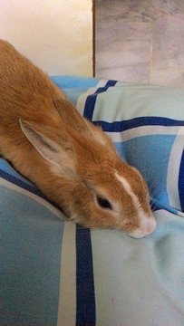 Mandy - Angora Rabbit Rabbit