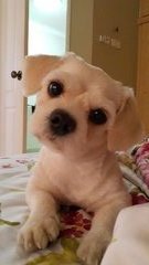 Qiqi - Shih Tzu + Poodle Dog