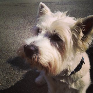 Bobby - West Highland White Terrier Westie Dog