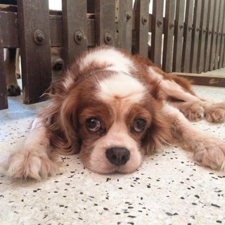 Randy - Cavalier King Charles Spaniel Dog