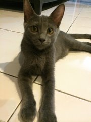 Grey - Domestic Short Hair + Russian Blue Cat