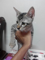 Adopted 2 - American Shorthair + Bengal Cat