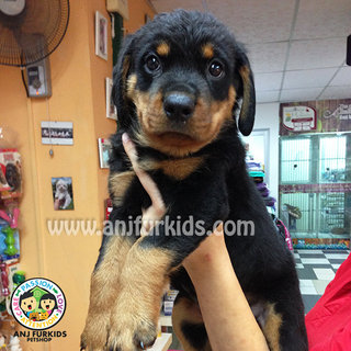 Bigbone Rottweiler Puppies  - Rottweiler Dog