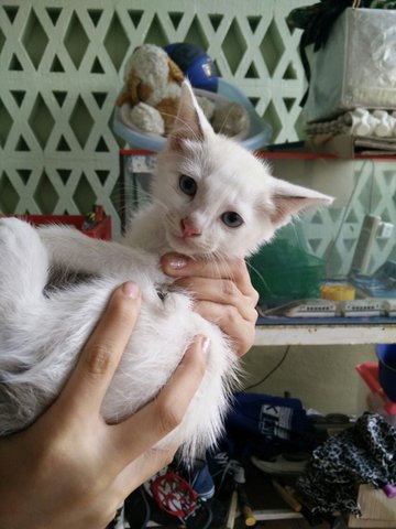 Violet - Domestic Medium Hair + Siamese Cat