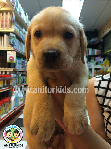 Quality Cream Labrador Retriever Pup - Labrador Retriever Dog