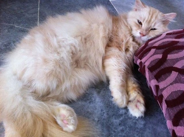 Kimchi - Persian Cat