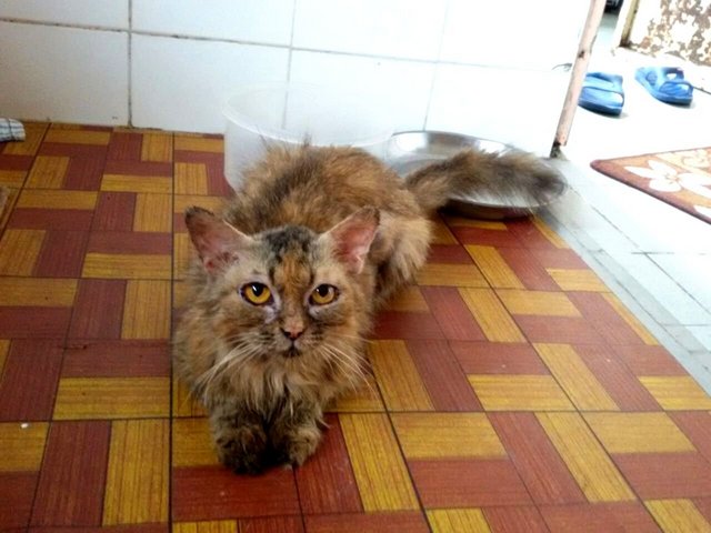Kitkat & Kids - Domestic Long Hair + Domestic Medium Hair Cat