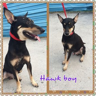 Hawk - Mixed Breed Dog