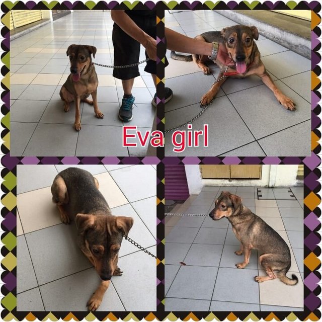 Eva - Mixed Breed Dog