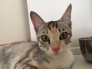 Manja - Calico + Silver Cat