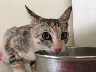 Manja - Calico + Silver Cat