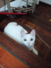 Didi - Domestic Short Hair Cat