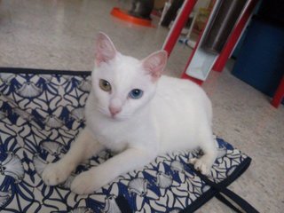 Didi - Domestic Short Hair Cat