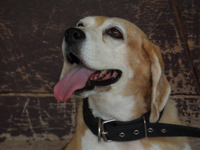 Mindy - Beagle Dog